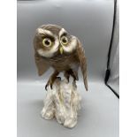 Spode Bone China England - Little Owl - Athene Noc