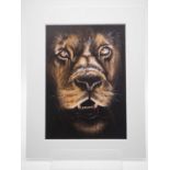 Suzanne Phillips 'LION' - print - 5" x 7" in a 7" x 9" mount PROVENANCE: Donated to and sold on