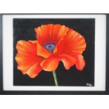 Dawn Mobbs 'POPPY' - acrylic on board - signed - 12" x 10" in 17" x 13" frame (no glass) -