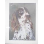 Debbie Doe - 'LUCKY' - portrait of springer spaniel - oil pastels - signed - 11.5" x 15.75" in a 19"