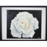 Dawn Mobbs 'WHITE ROSE' - acrylic on board - signed - 12" x 10" in 17" x 13" frame (no glass) -