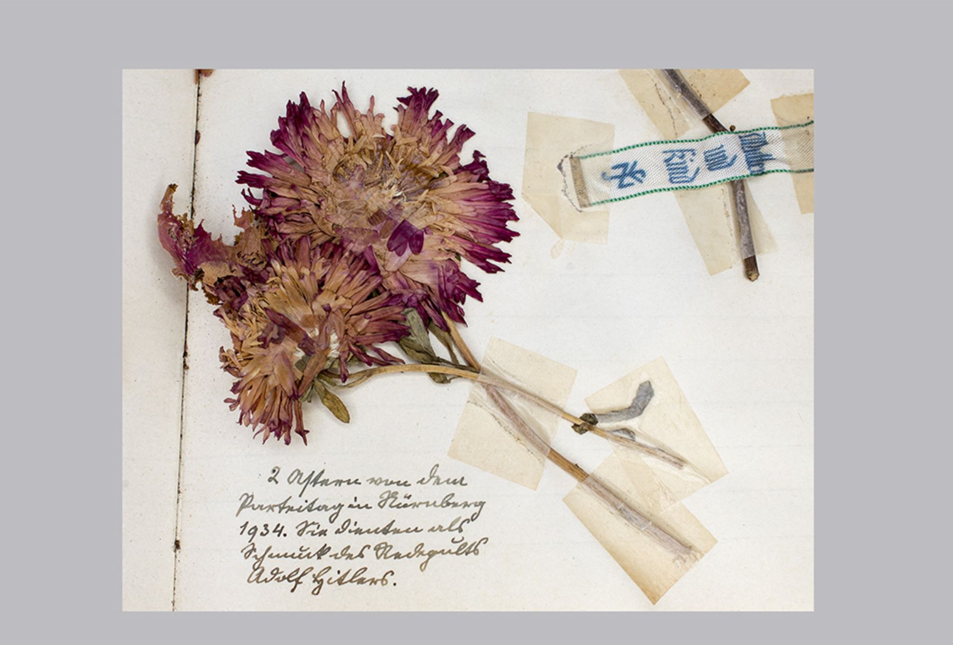 Herbarium, 1.Hälfte 20. Jh., bestehend aus getrockneten Pflanzen und handgeschriebenen ... - Image 3 of 3