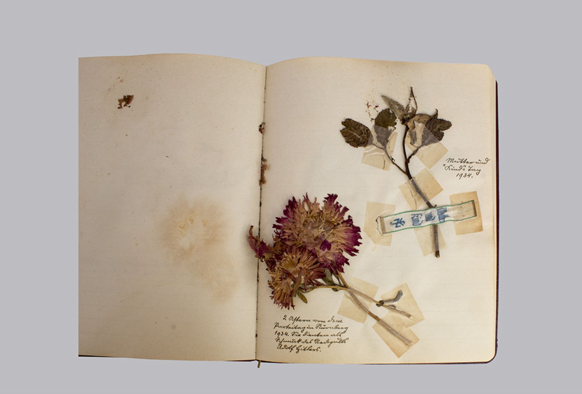 Herbarium, 1.Hälfte 20. Jh., bestehend aus getrockneten Pflanzen und handgeschriebenen ... - Image 2 of 3