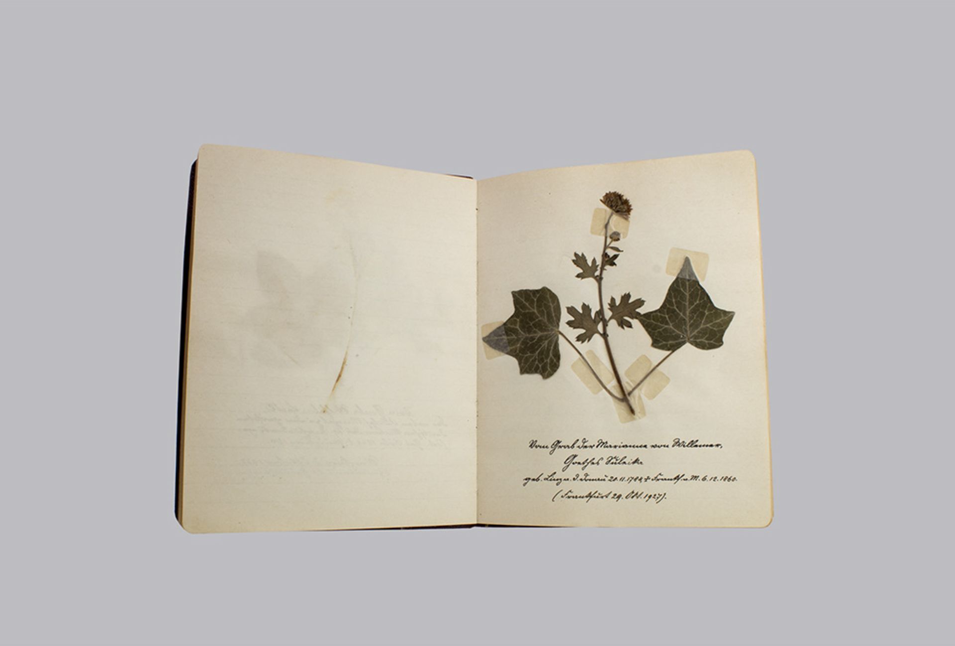 Herbarium, 1.Hälfte 20. Jh., bestehend aus getrockneten Pflanzen und handgeschriebenen ...