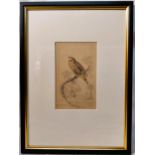 Red Collared Bengaly Bird Hand tinted antique print Published in Edinburgh by W.H Lizars good