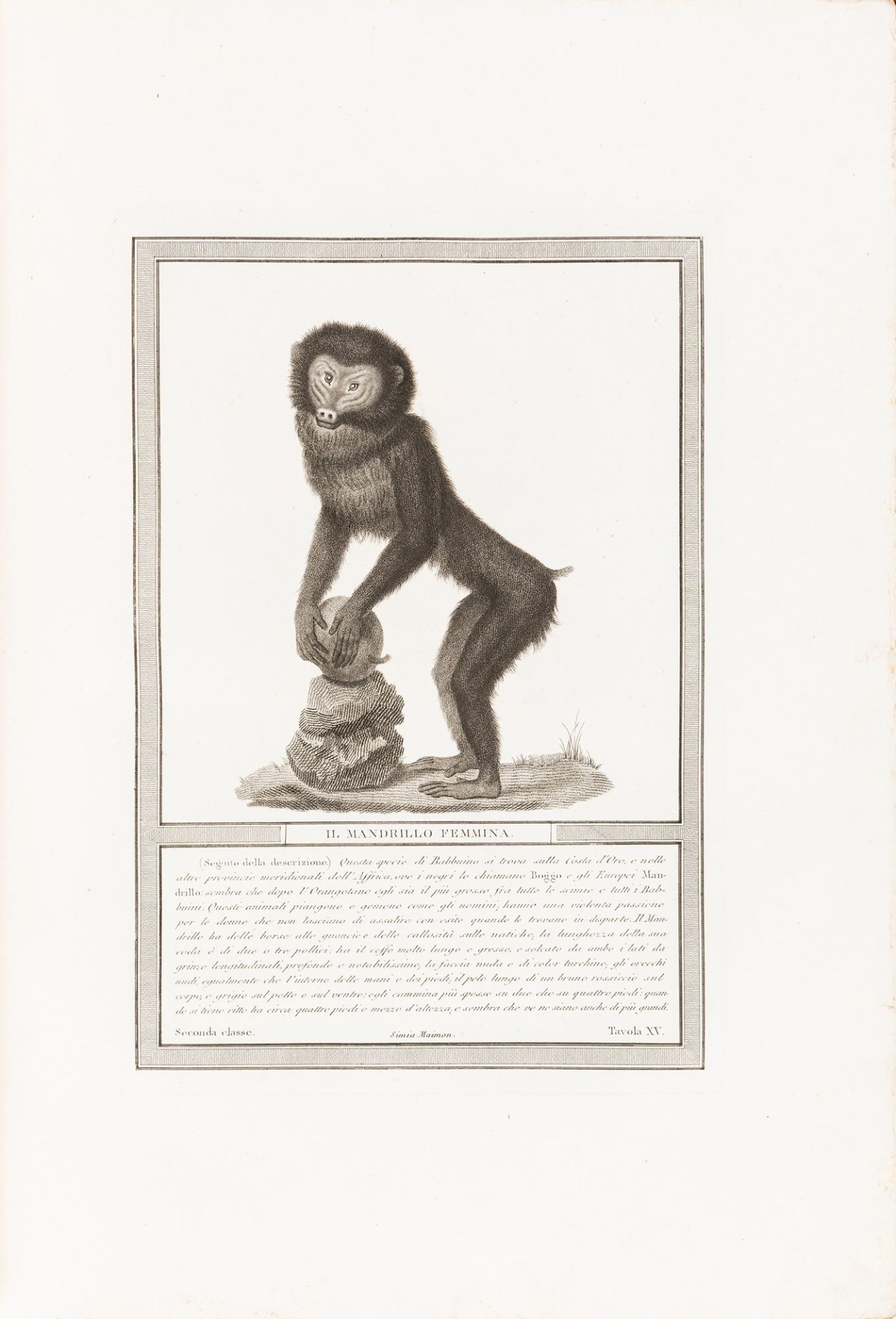 Jacob, Nicolas Henri - Hugues, Pietro - Natural history of monkeys and maki [...] behind the discove - Image 2 of 2