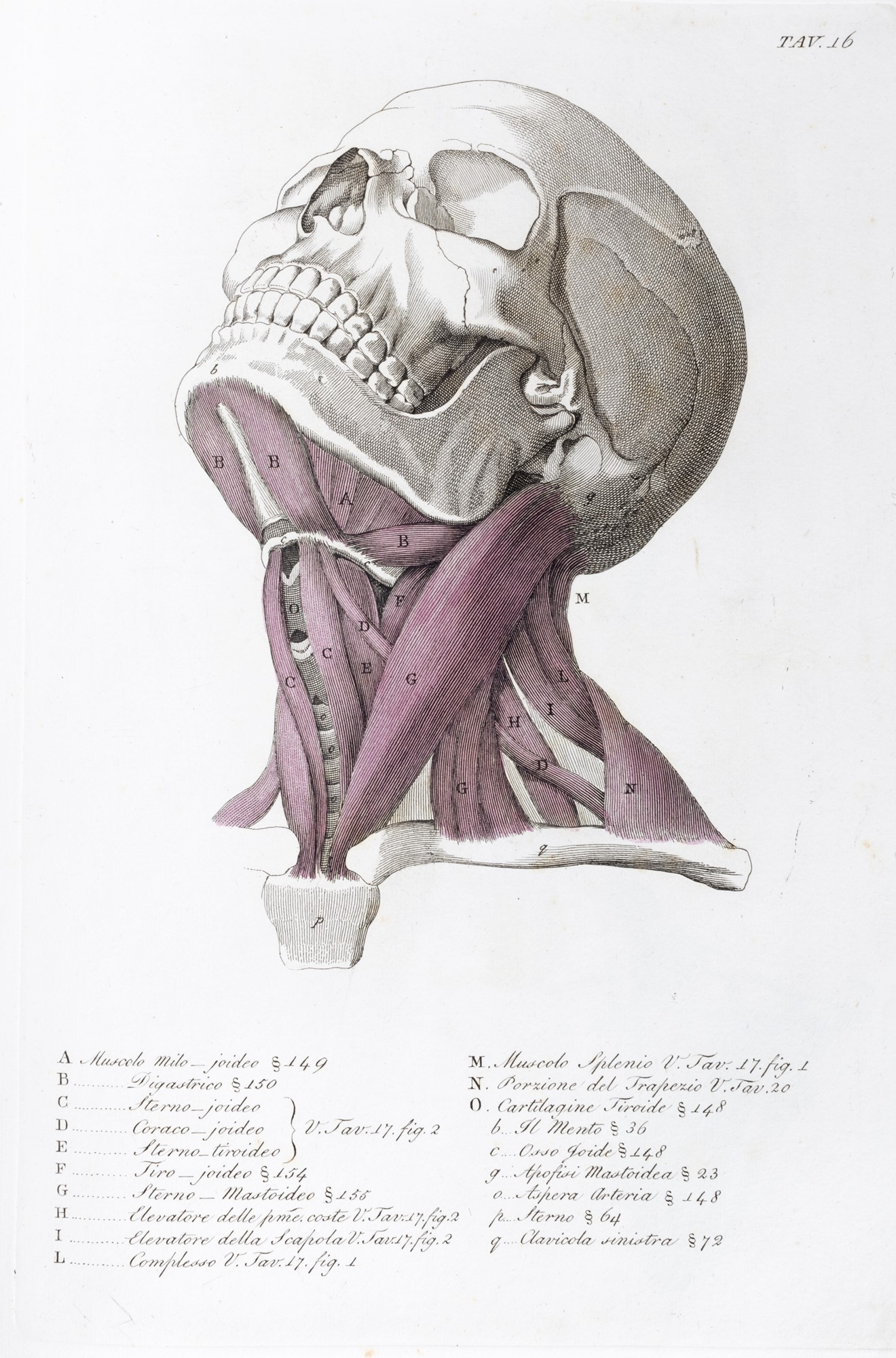 Medicina - Del Medico, Giuseppe - Anatomy for the use of painters and sculptors. - Image 2 of 2