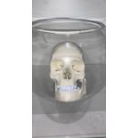 Skeltan head in glass bowl.