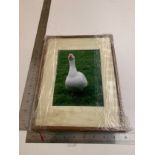 Framed photo of a Duck