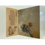 Fish fossil with information booklet