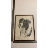 Pencil drawing of a sheep dog signed M Sibley