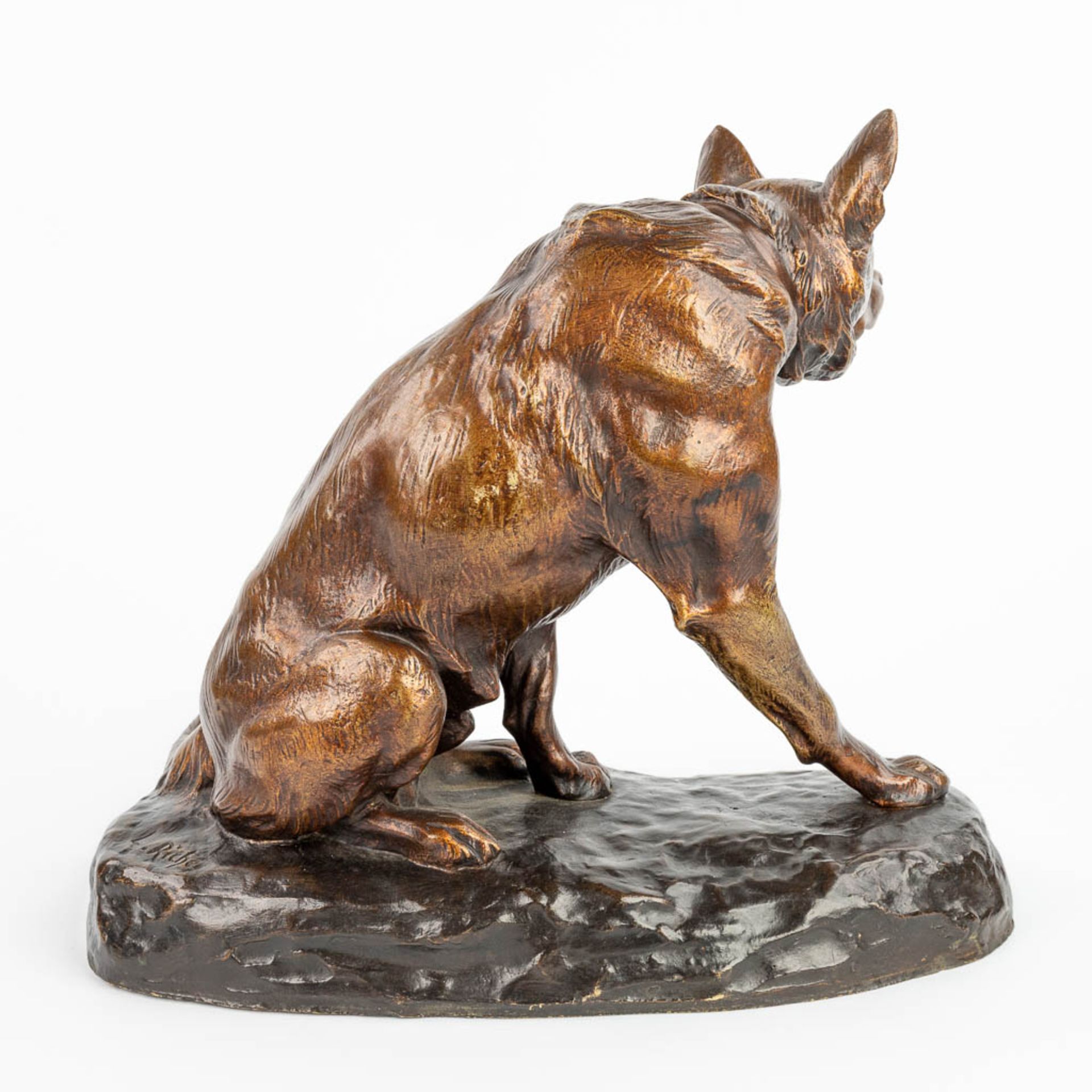 Louis RICHƒ (1877-1949) German Shephard, a bronze statue of a seated dog with a foundry mark. (H:27c - Image 7 of 11