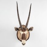 A taxidermy head of an Orix. 2003. (70 x 46 x 130cm)