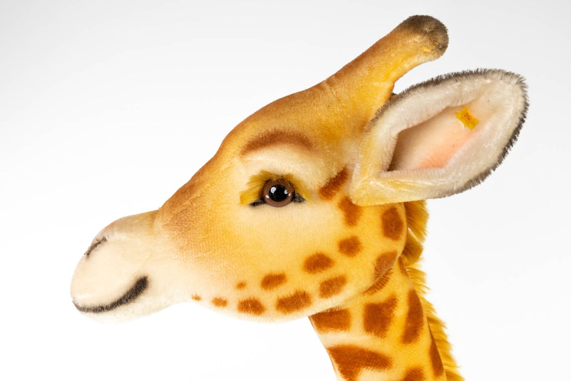 Steiff Studio Giraffe, EAN 502309, around 1968-1990 (240cm) - Image 5 of 11