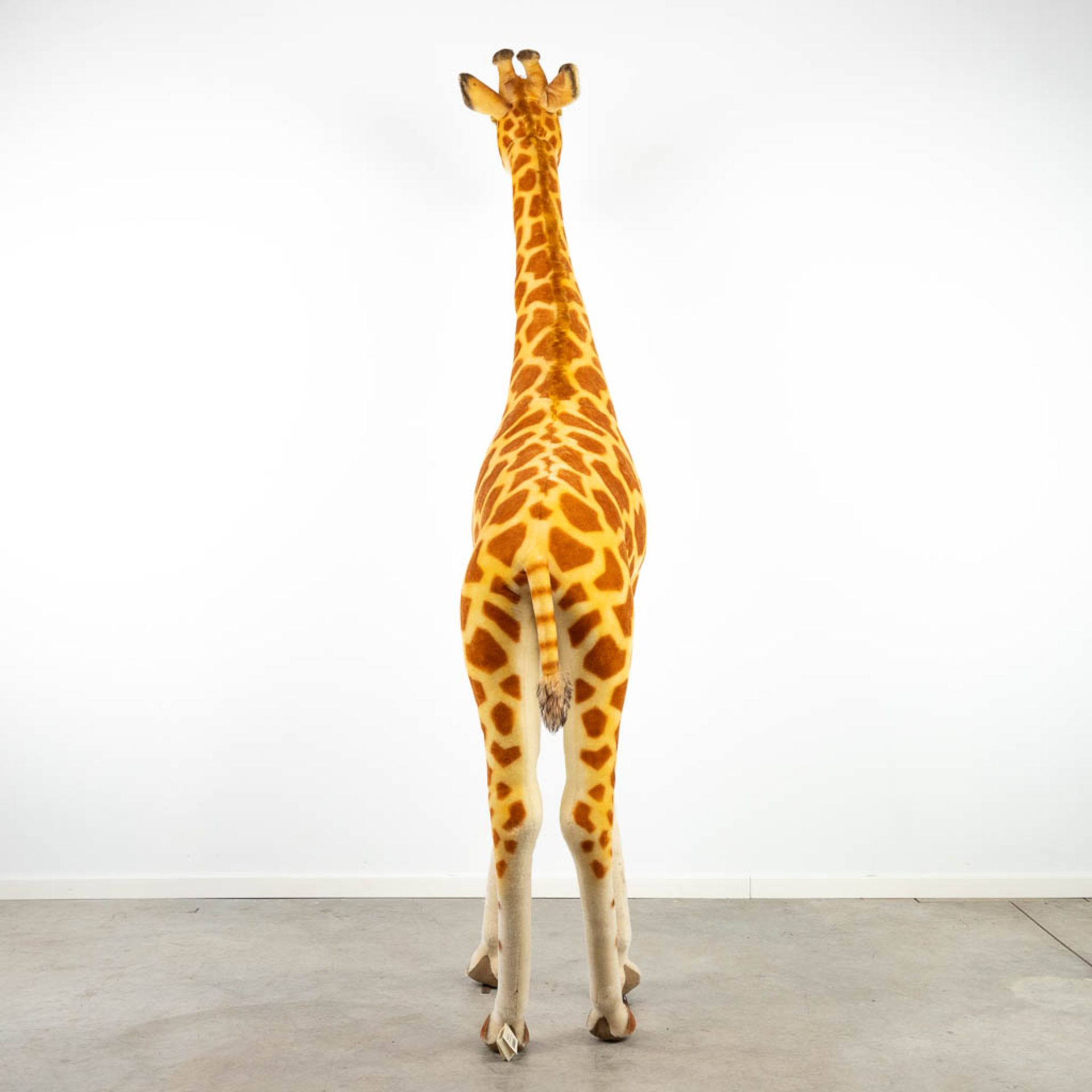 Steiff Studio Giraffe, EAN 502309, around 1968-1990 (240cm) - Image 2 of 11