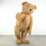 An exceptionally large teddy bear, probably made by Steiff. (170cm)