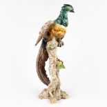A paradise bird, glazed ceramics, probably Capodimonte. (L: 17 x W: 21 x H: 50 cm)