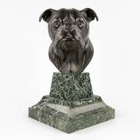 Marcel VANDENHENDE (XIX-XX) 'Bulldog' a figurine made of bronze. (H: 42 cm)