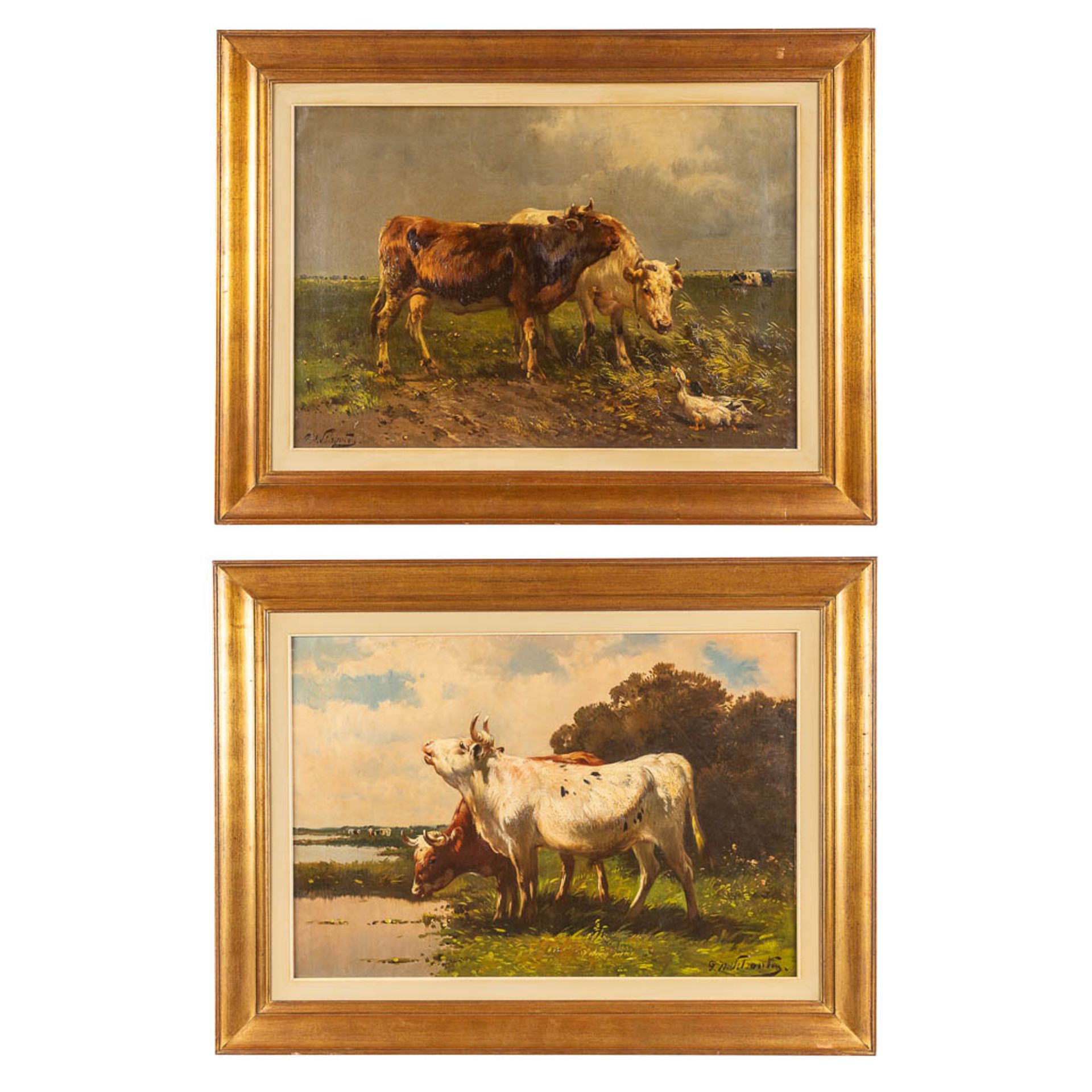 Henry SCHOUTEN (1857/64-1927) 'Pendant paintings, cows in a field' oil on canvas. (W: 80 x H: 55 cm)