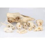 Osteology, a Large Collection of Animal Skulls,
