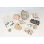 Minerals, a Collection of Fossils,
