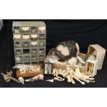 Osteology, a Large Collection of Animal Skulls, Bones & Parts,