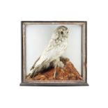 Taxidermy - a Large Victorian Snowy Owl,