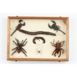 Coleoptera, Cicadeodea, Aracnid and Phasmatodea Interest: