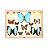 Lepidoptera Interest: