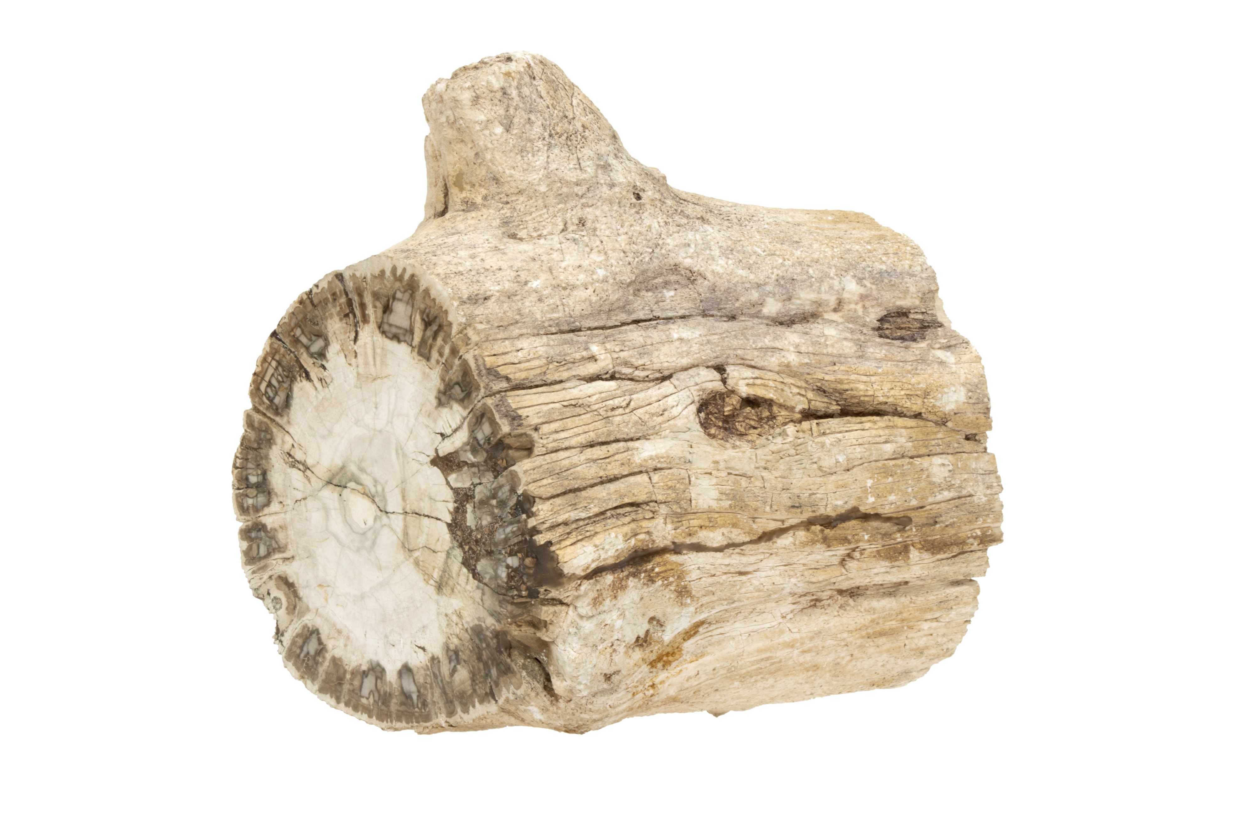 A Piece of Petrified Tree Trunk, - Image 2 of 2