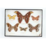 Lepidoptera Interest: