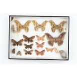 Lepidoptera Interest: