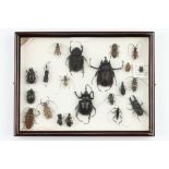Coleoptera Interest: