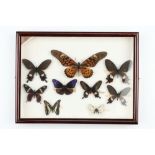 Lepidoptera Interest: