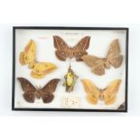 Lepidoptera Interest: