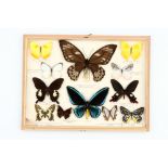Lepidoptera Interest: