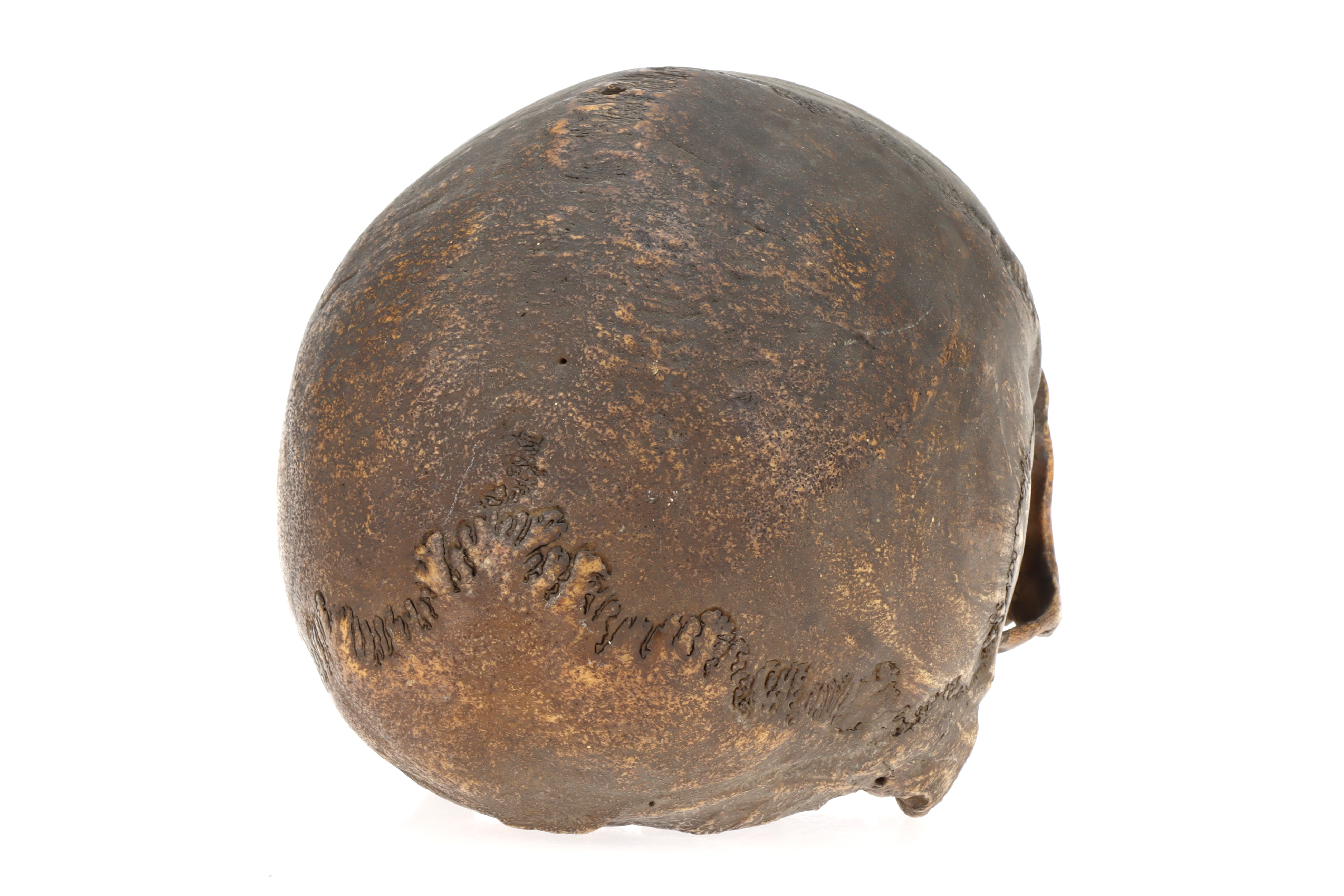 An Ancient Human Skull, - Image 4 of 4