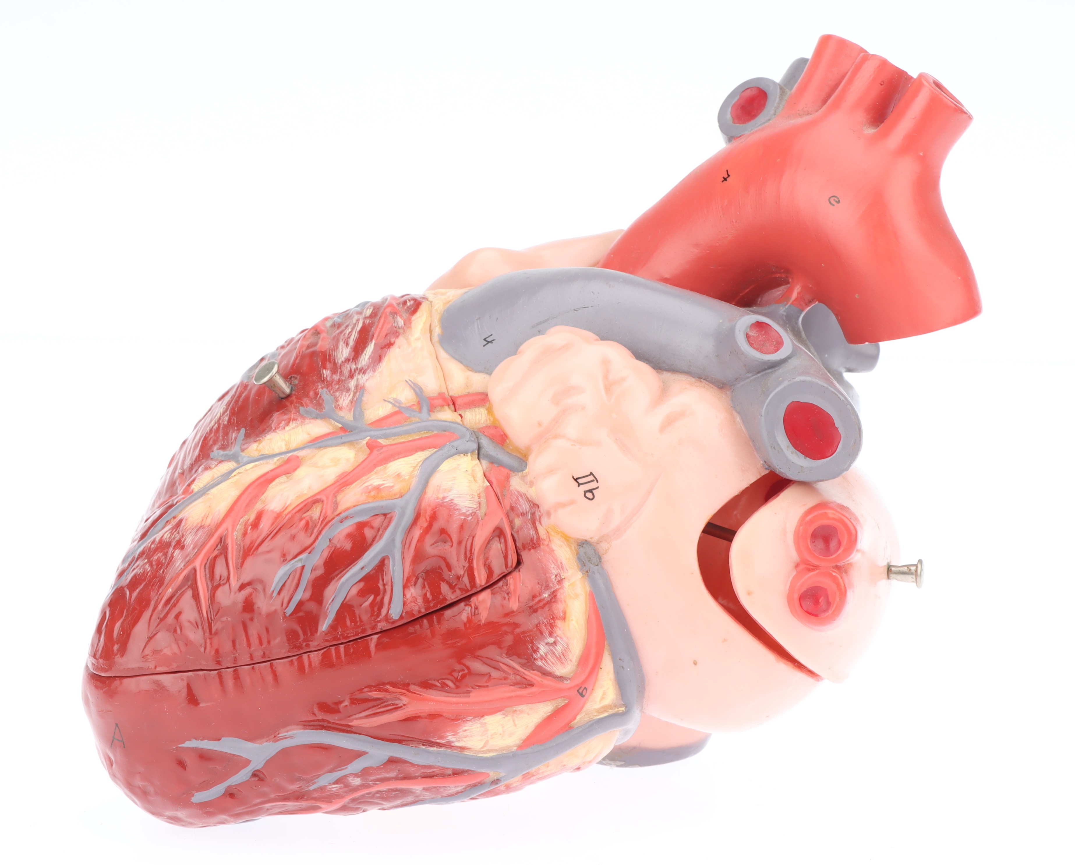 Medical, A Large Model of the Human Heart, - Bild 2 aus 2