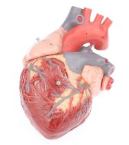Medical, A Large Model of the Human Heart,