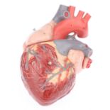 Medical, A Large Model of the Human Heart,