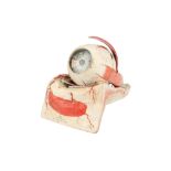 MAISON AUZOUX, An Anatomical Model of the Human Eye