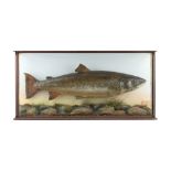 Taxidermy: Salmon by John MacPherson of Inverness,