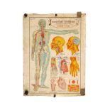 Collection of Didactic Anatomy & Physiology Posters,