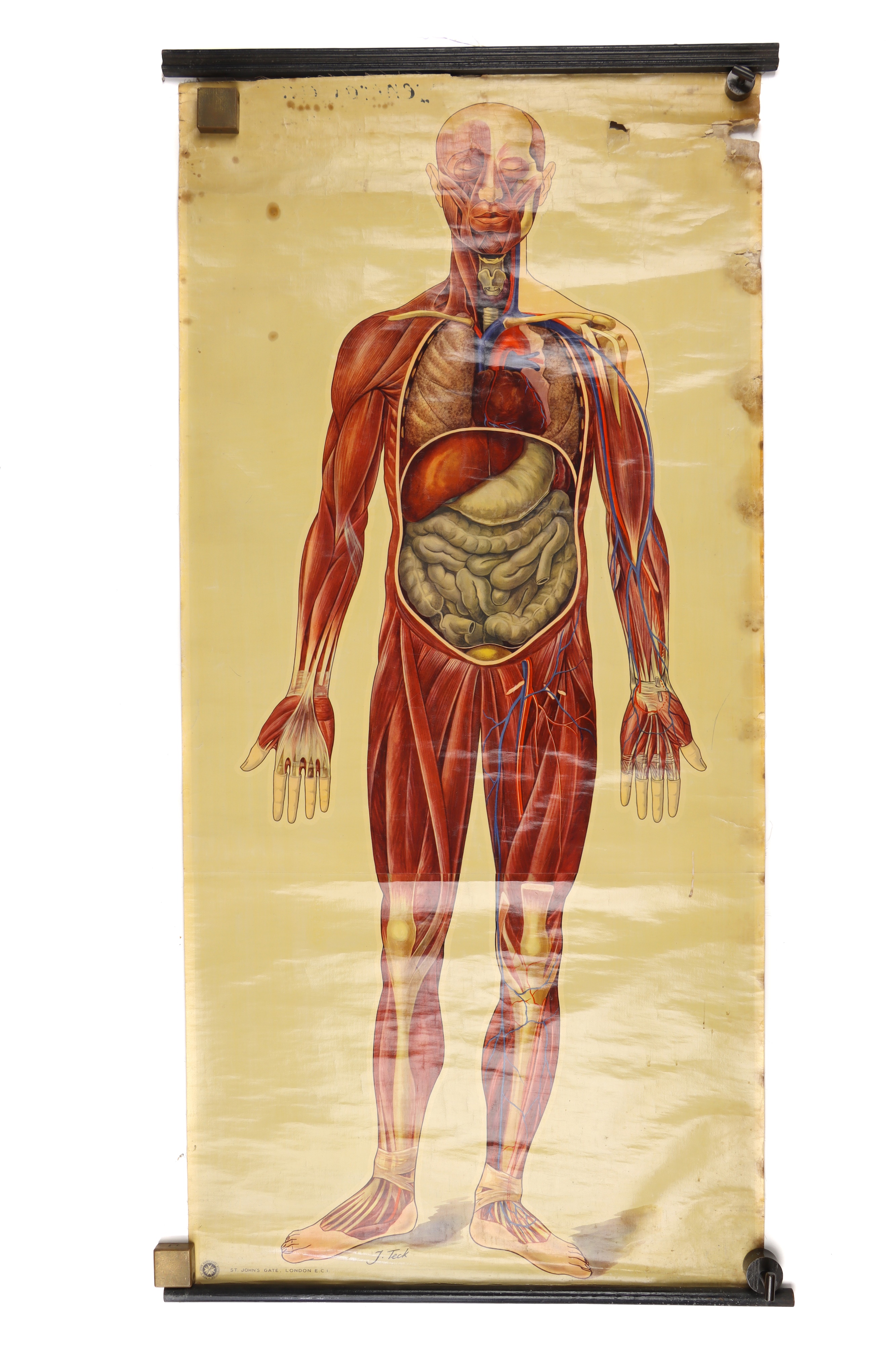Large Didactic Posters of Human Anatomy, - Image 3 of 3