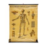 Collection of Didactic Anatomy & Physiology Posters,