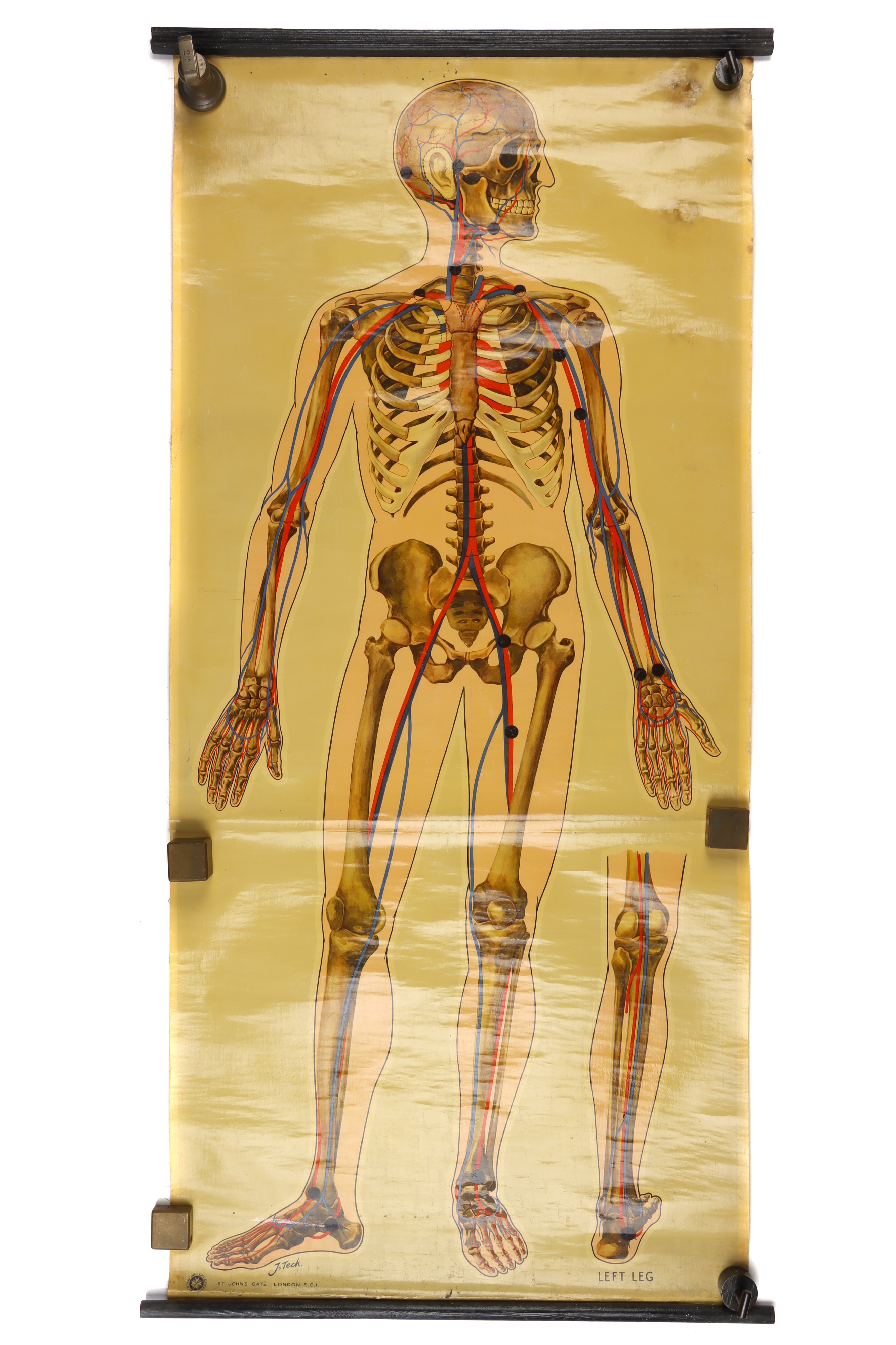 Large Didactic Posters of Human Anatomy, - Image 2 of 3