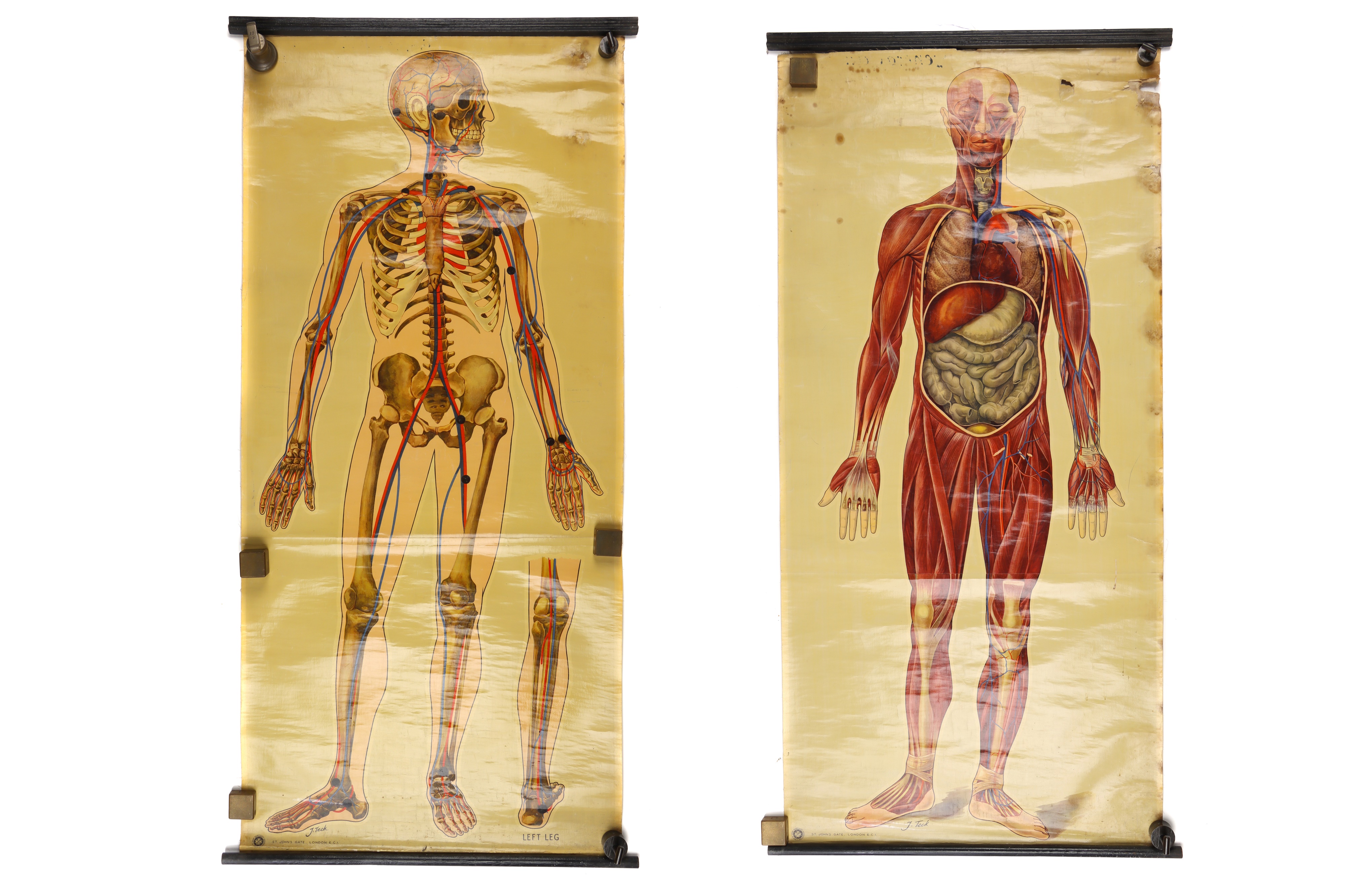 Large Didactic Posters of Human Anatomy,