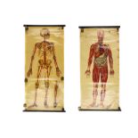 Large Didactic Posters of Human Anatomy,