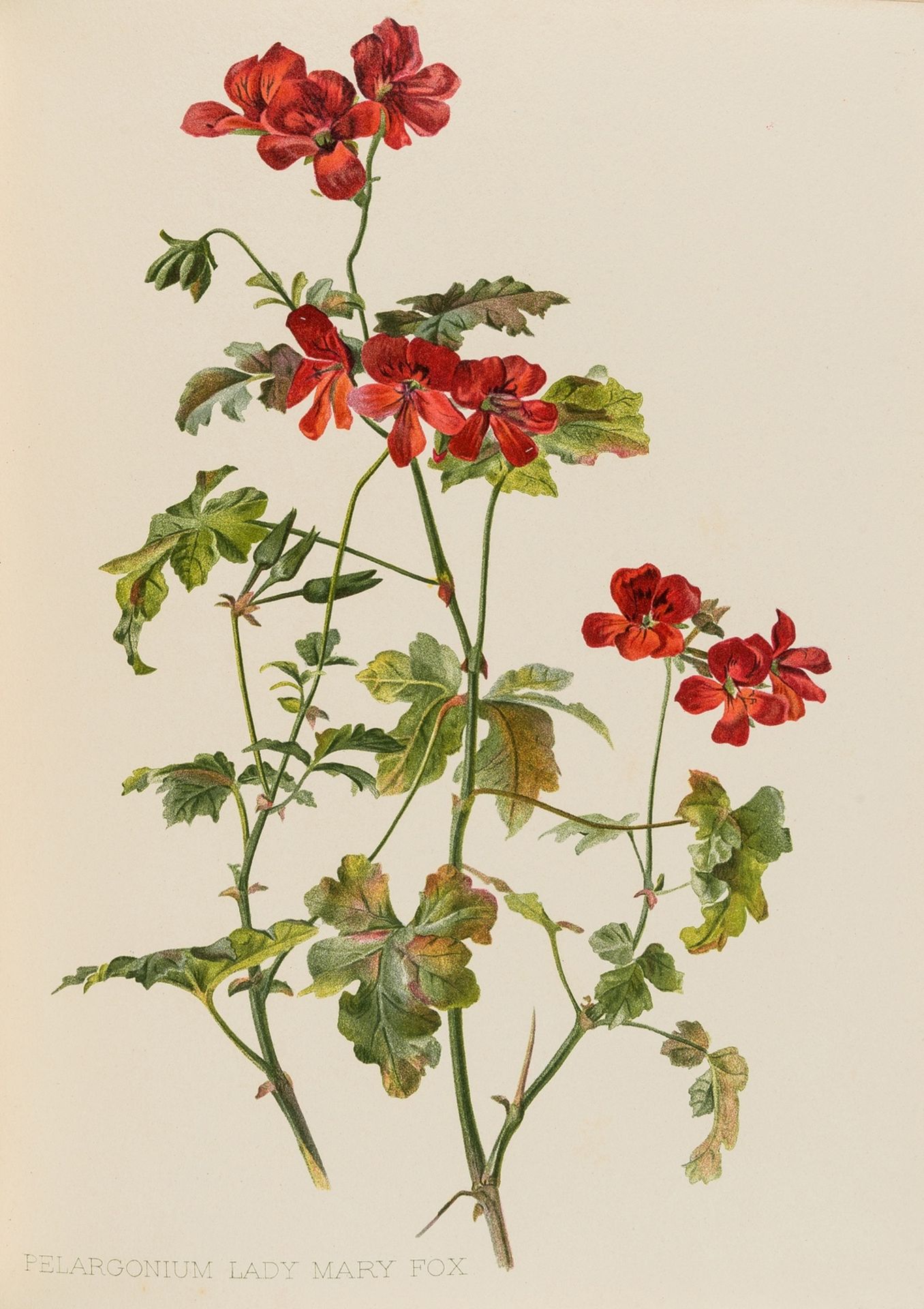 Botany.- Robinson (William, editor) Flora and Sylva. A Monthly Review for Loves of Garden, …