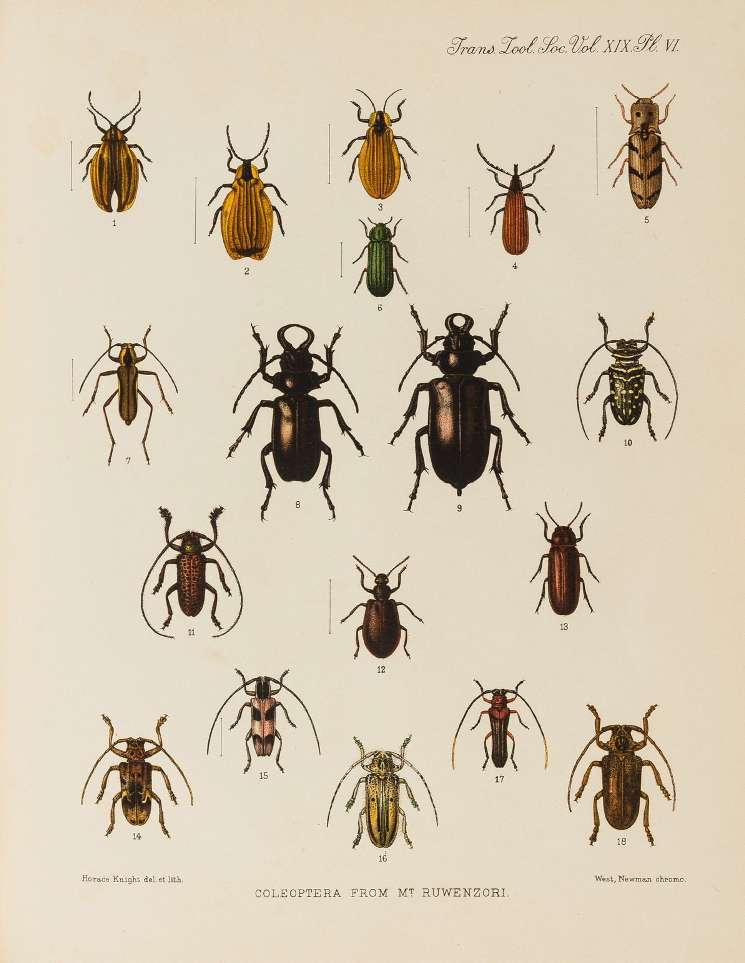 Ruwenzori Expedition.- Transactions of the Zoological Society of London. Volume XIX., 1909-10.